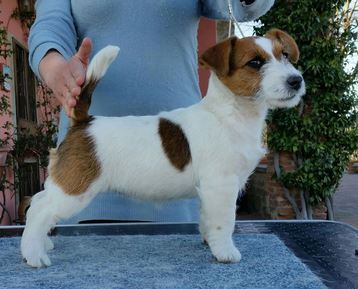 Allevamento Jack Russell