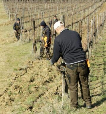 Lavori Agricoli Siena